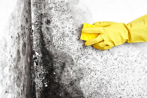 Best Local Mold Removal Service  in Deerfield, WI