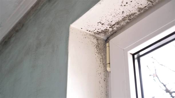 Deerfield, WI Mold Removal Company