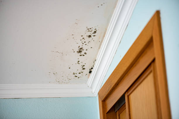 Best Commercial Mold Removal  in Deerfield, WI