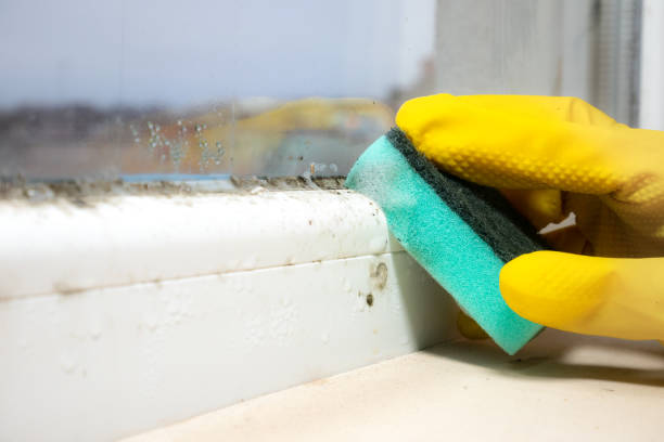 Trusted Deerfield, WI Mold Removal Experts