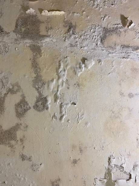 Best Toxic Mold Removal  in Deerfield, WI
